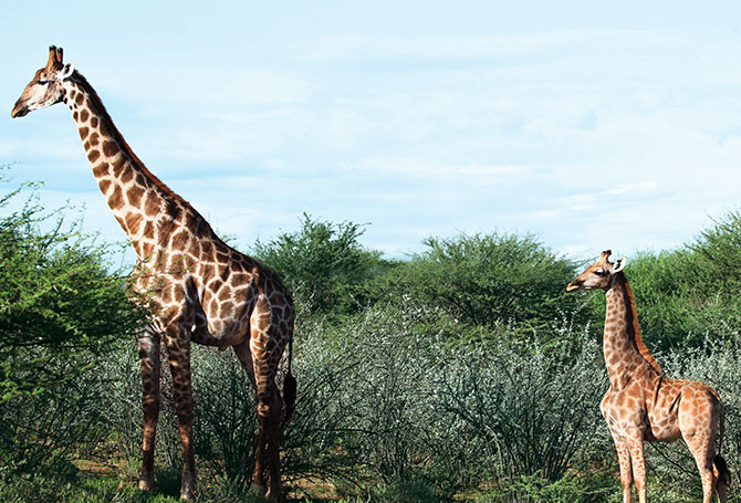 Two giraffes