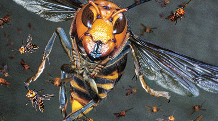 Up-close image of a murder hornet with even more flying in the background