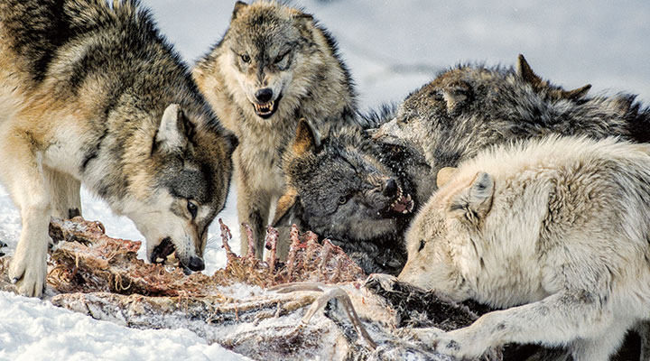 Wolves eating a carcass