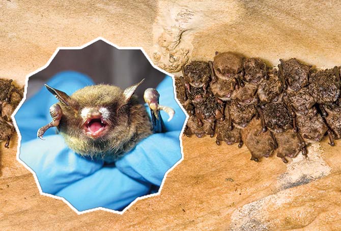 Bats in a cave and an up-close image of one of them