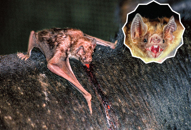 A bat and a close-up of its face