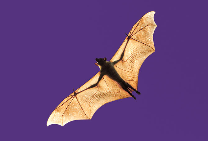 Bat flying