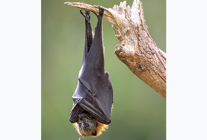 Bat hanging upside down