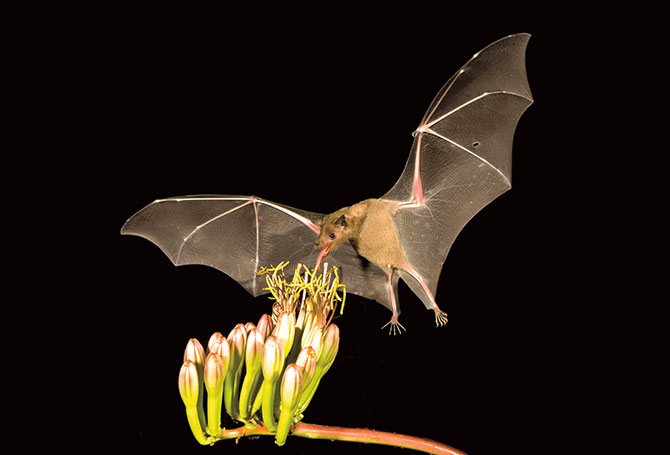 Bat getting nectar from flowers