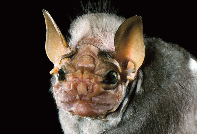 A bat&apos;s face