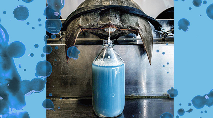 Blue blood being extracted from a horseshoe crab