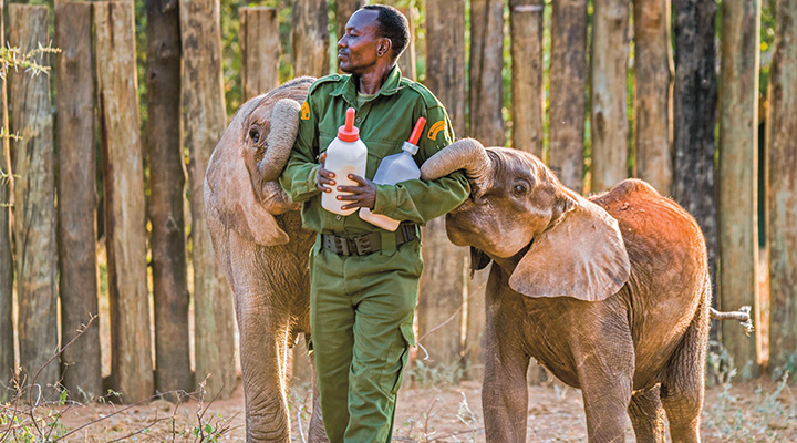 A staff member walking with food while two baby elephants wrap their trunks around his arms