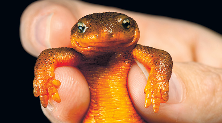 Person holding a small orange newt