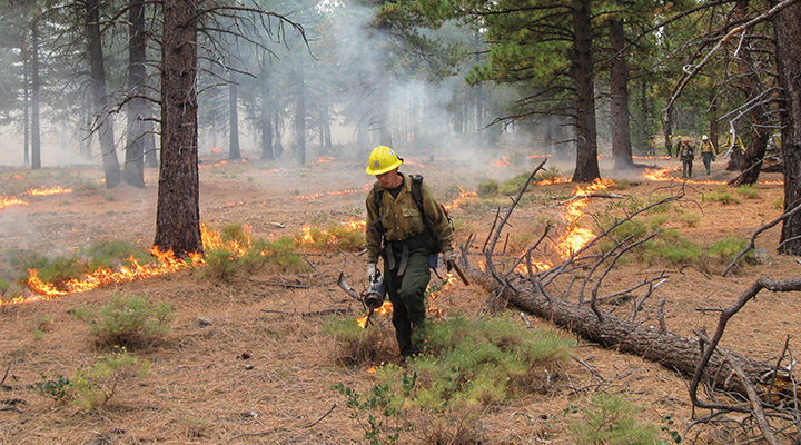 Firefighter walking in a burning forest
