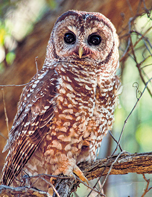 Mexican spotted owl in a tree