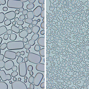Two microscopic image comparing types of ice cream crystals