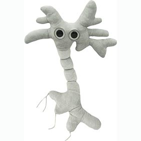 Image of a squishy that looks like a neuron