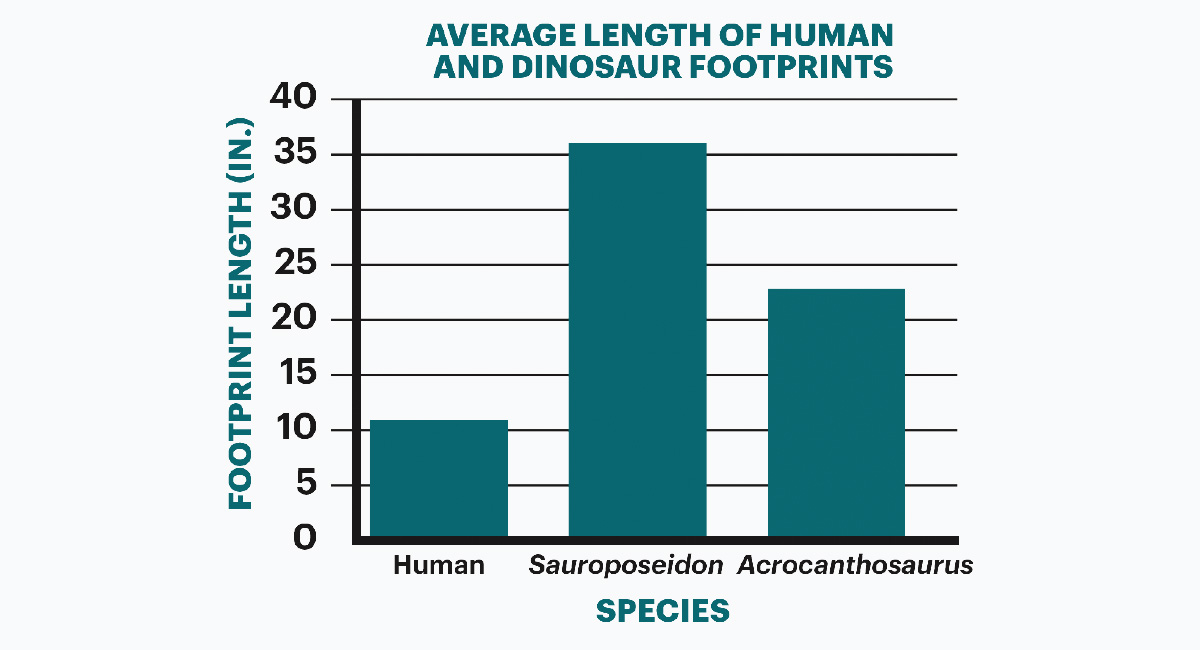 Bar graph showing three different species and the average length of their footprints