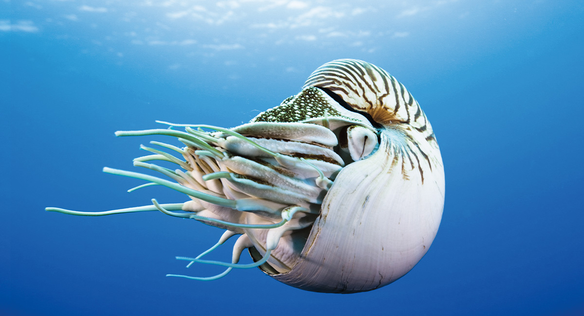 Image of an underwater sea creature